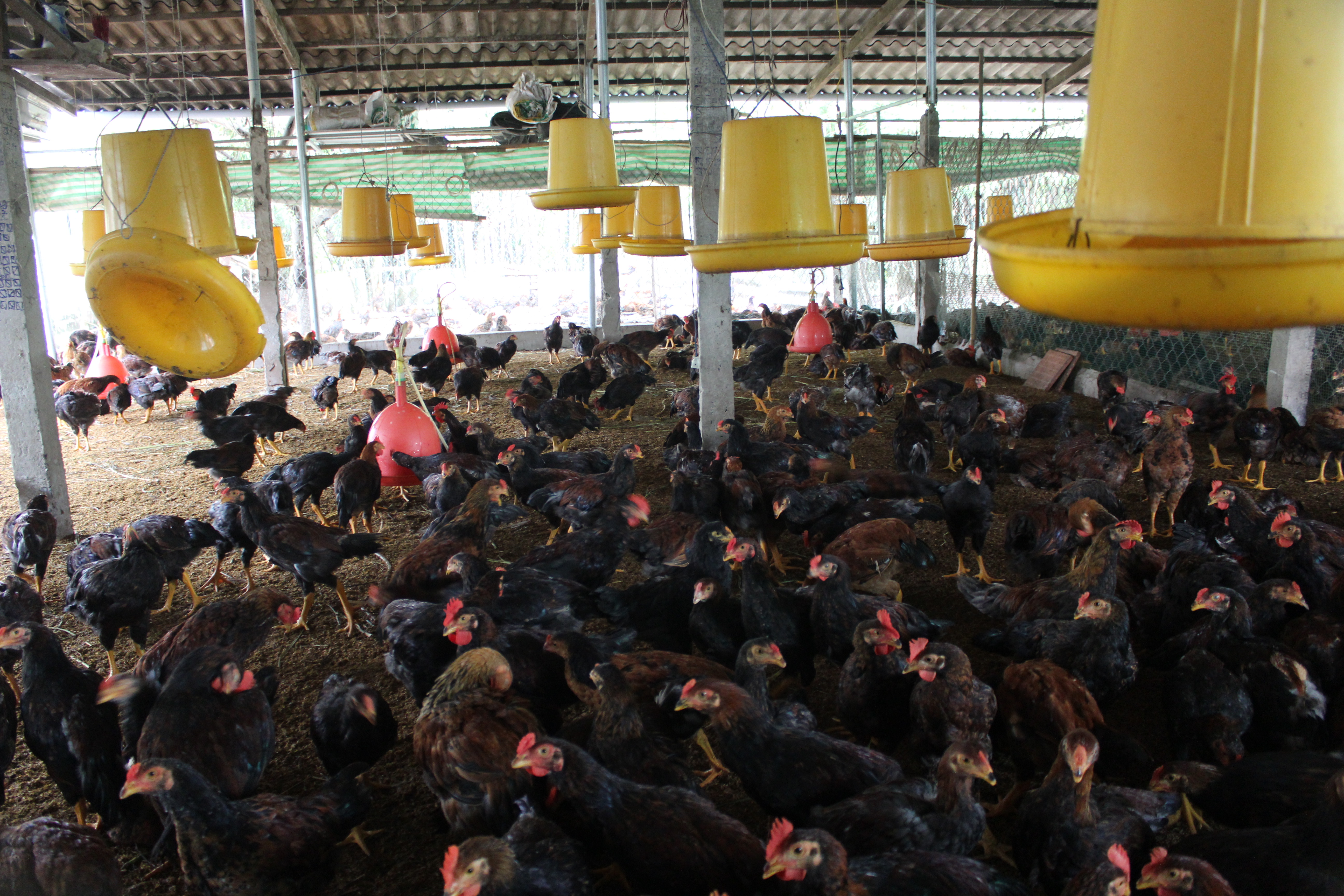 Gà ta Gò Công được bao tiêu vào siêu thị và các cửa hàng tiện ích