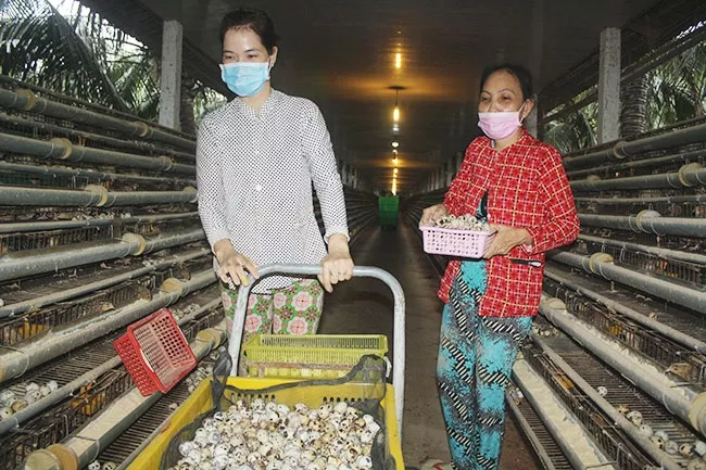 Chăn nuôi công nghệ cao ở Tiền Giang